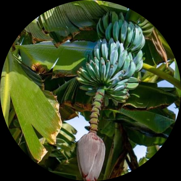 chiquitablujava